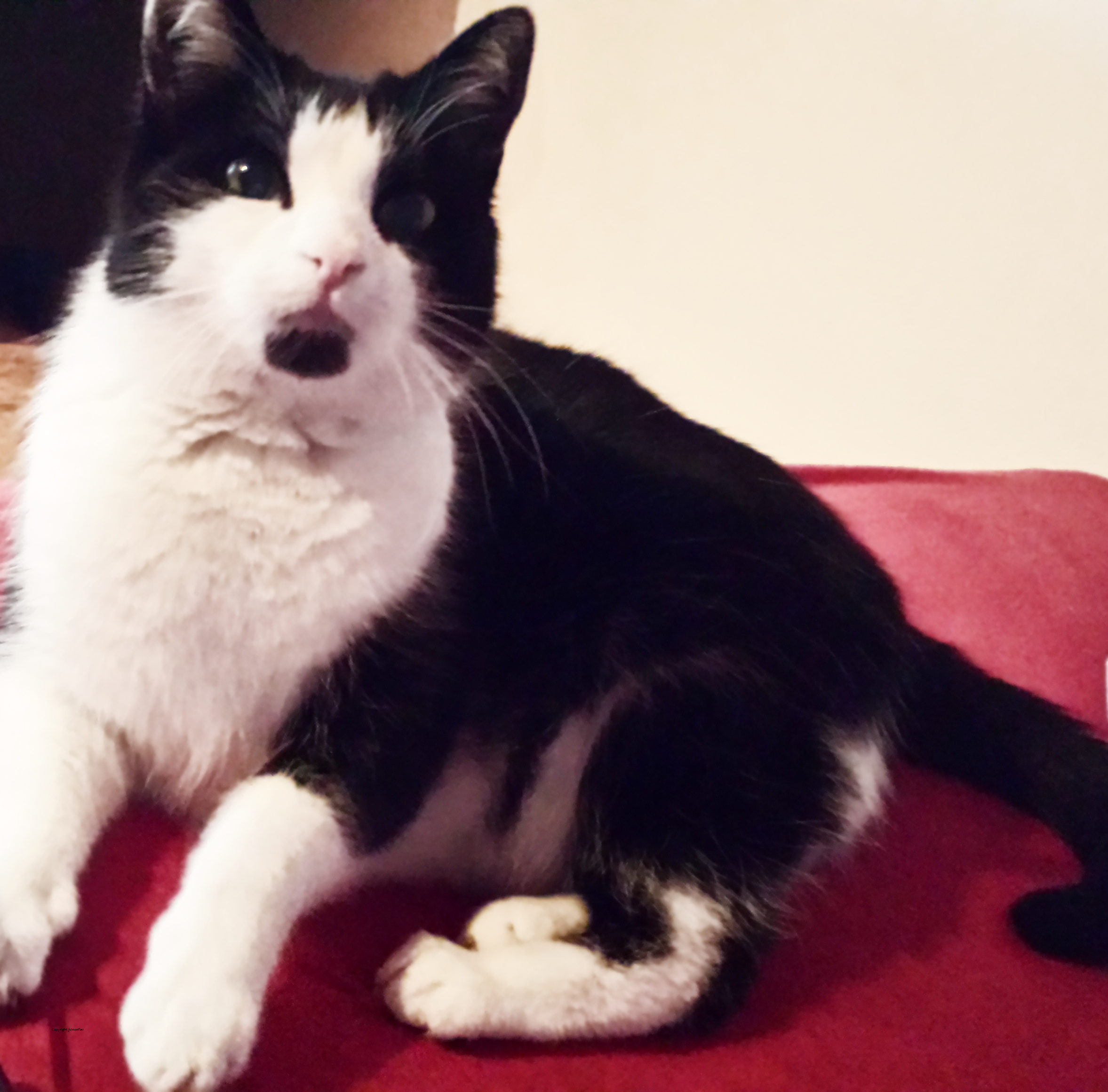 Katze